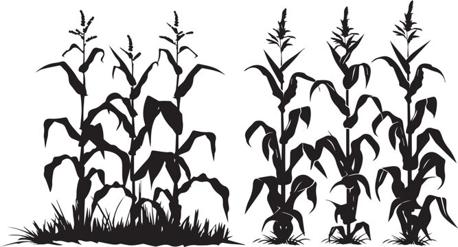 Silhouette growing corn with leaves of vegetable harvest