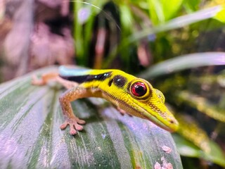 Yellow-headed day gecko