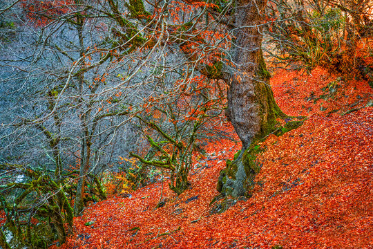 Hyrcanian Forests (Chenar Bon). The Hyrcanian forests are a zone of lush lowland and montane forests covering about 55,000 square kilometres near the shores of the Caspian Sea in Iran and Azerbaijan. 