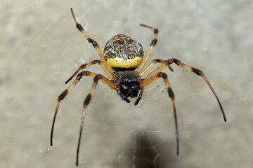 spider4