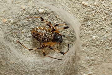 spider5
