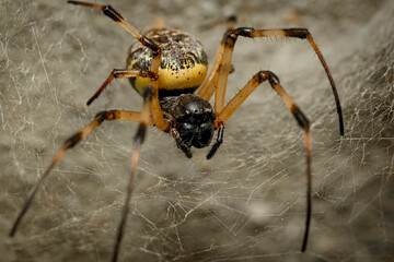 spider2