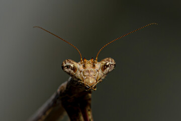 praying mantis insect face
