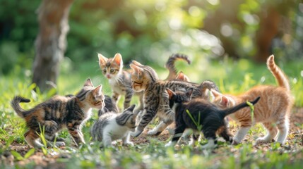 Obraz premium Heartwarming image of diverse cat breeds playing, realistic, natural light, high detail, background of a sunny garden, engaging and fun