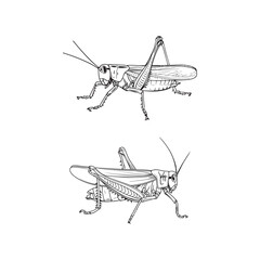 Set of grasshopper outline stroke artwork black and white vector illustration