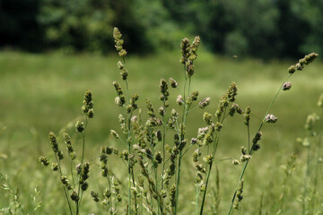 Field of grass