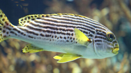 Plectorhinchus gaterinus  (Plectorhinchus gaterinus)