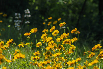 Field of yellow flowers