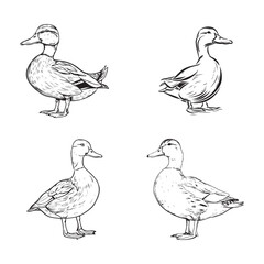 Set of hand drawn ducks outline stroke artwork black and white vector illustration head and full body