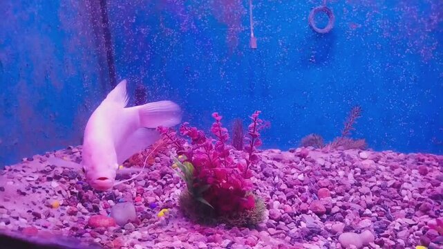 Video clip of Colorful Fish aquarium. Red de vil cichlid fish. Picture clicked at Arignar Anna Zoological Park at Vandalur, Chennai, Tamil Nadu, South India, India