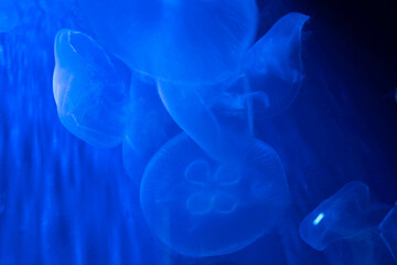 jellyfish in the water