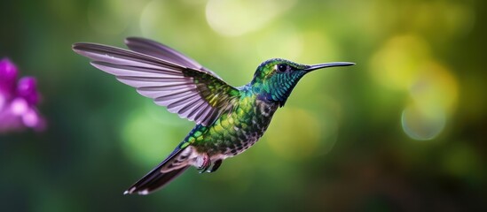 Obraz premium Green Hummingbird in Flight with Blurred Background