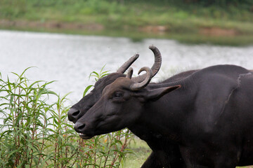 close up shot of buffalo italian buffalo and indian buffalo at water lake