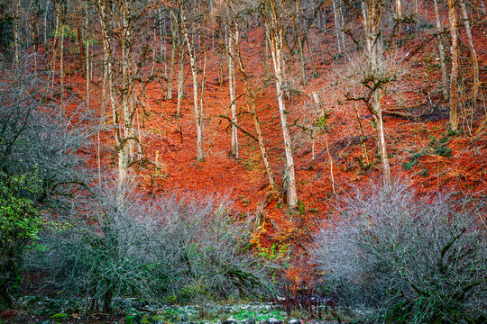Hyrcanian Forests (Chenar Bon). The Hyrcanian forests are a zone of lush lowland and montane forests covering about 55,000 square kilometres near the shores of the Caspian Sea in Iran and Azerbaijan. 