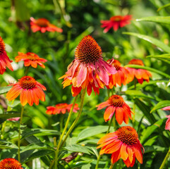 A group of beautiful Echinacea Flowers 