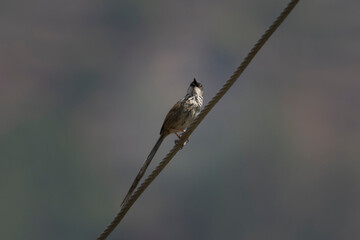 Himalayan prinia or Prinia crinigera in Binsar in Uttarakhand, India