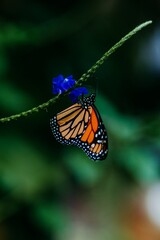 Fototapeta premium butterfly hanging