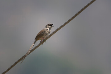 Himalayan prinia or Prinia crinigera in Binsar in Uttarakhand, India