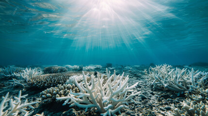 A large field of white coral in the ocean