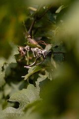 Close-up of a tangled grapevine twig.