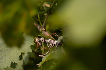 Close-up of a tangled grapevine twig.