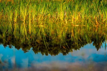 reeds in the water