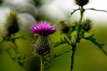 thistle in bloom