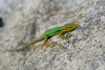 a bright green lizard on a stone