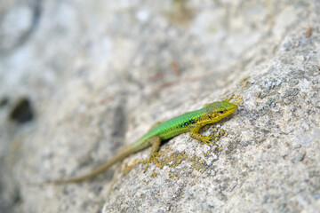 a bright green lizard on a stone