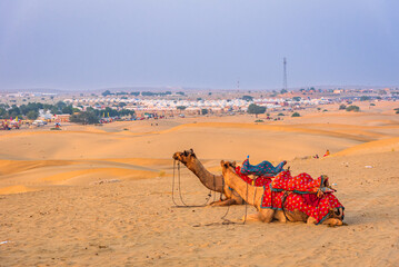 Group of Camels taking rest on sand dunes of Thar desert during sunset. Caravan in Rajasthan travel tourism background safari adventure in Jaisalmer, Rajasthan, India © anjali04