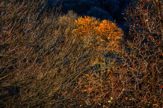 Hyrcanian Forests (Chenar Bon). The Hyrcanian forests are a zone of lush lowland and montane forests covering about 55,000 square kilometres near the shores of the Caspian Sea in Iran and Azerbaijan. 
