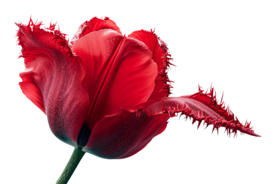 Red Fringed Tulip