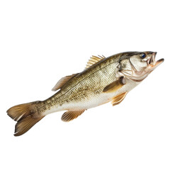 Naklejka premium Photo of Bass isolated on transparent background