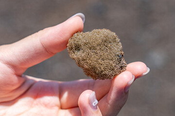  Reticulite is an extreme form of pumice in which all bubbles have burst and become interconnected,...