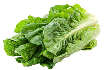 Fototapeta premium Fresh Romaine Lettuce Head