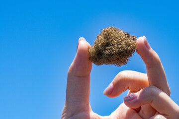  Reticulite is an extreme form of pumice in which all bubbles have burst and become interconnected,...