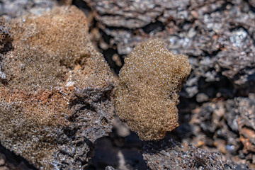  Reticulite is an extreme form of pumice in which all bubbles have burst and become interconnected, tenuously held together by glassy threads. Hawaii Volcanoes National Park. kilauea volcano  1969 