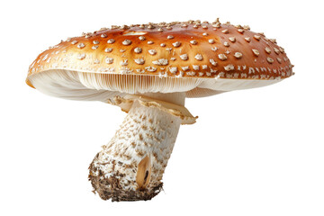 Obraz premium Single Spotted Mushroom on White Background