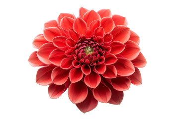 Red Dahlia Blossom