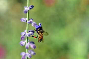 Biene schlüpft in eine Lavendelblüte