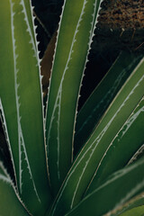 Agave long sharp leaves on dark background. Greens desert ornamental dessert Mexican plant shrub is...