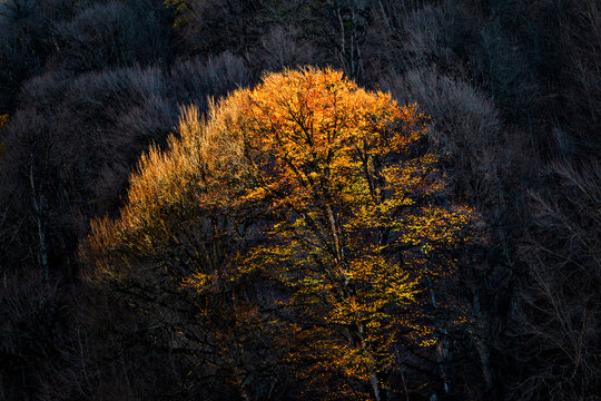Hyrcanian Forests (Chenar Bon). The Hyrcanian forests are a zone of lush lowland and montane forests covering about 55,000 square kilometres near the shores of the Caspian Sea in Iran and Azerbaijan. 
