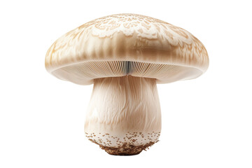 White Mushroom With Intricate Cap Detail