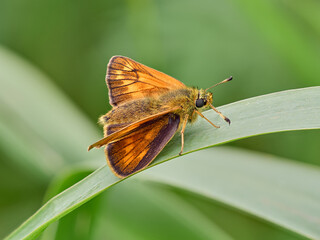 Large Skipper (Ochlodes sylvanus)