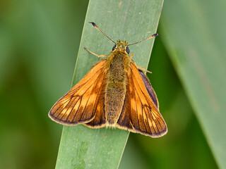 Large Skipper (Ochlodes sylvanus)
