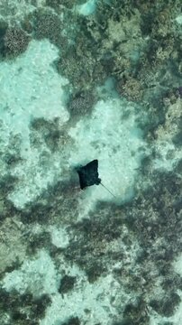 Raie Aigle en drone