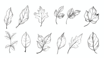 Hand Drawn Leaves Vector Illustration Handdrawn Vector