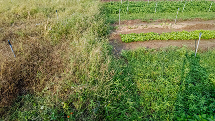 Comparison of untended weeds versus well-maintained vegetable rows in a farm, highlighting agricultural management and weed control concepts