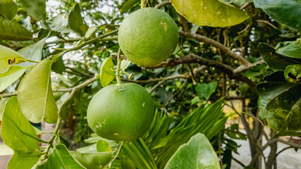 Green oranges hanging on a tree branch in a tropical garden, representing growth and nature during harvest season
