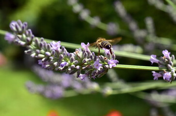 Biene fliegt über eine Lavendelblüte